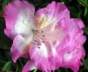 flower.jpg